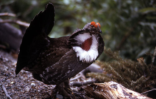 Dusky grouse